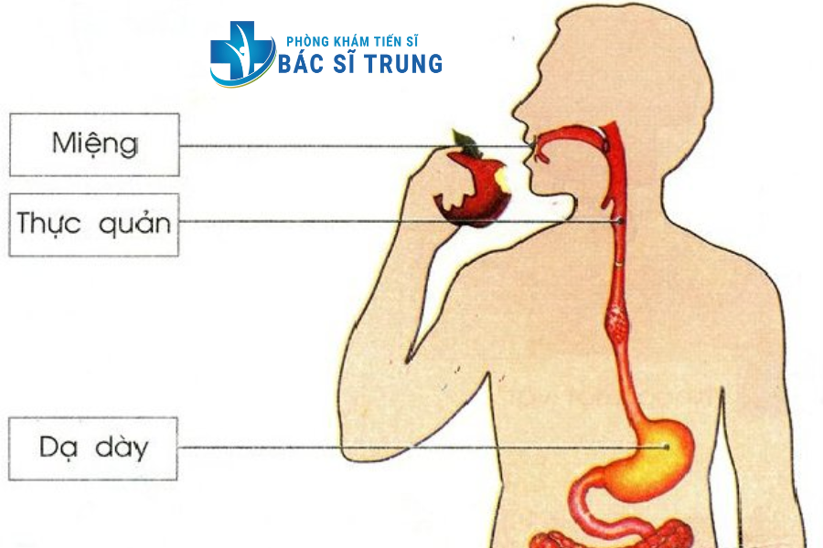 bệnh ở thực quản
