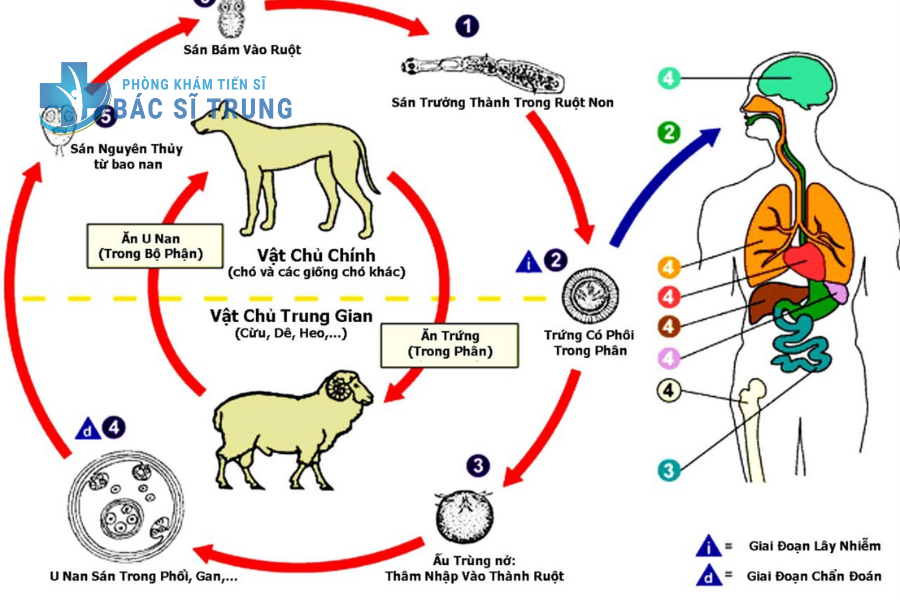 Con đường lây truyền giun sán