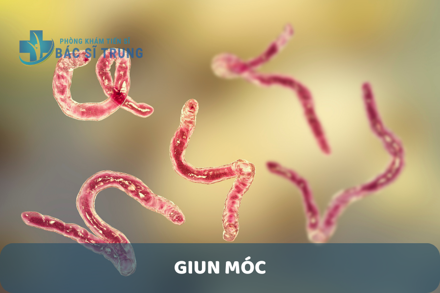Giun móc
